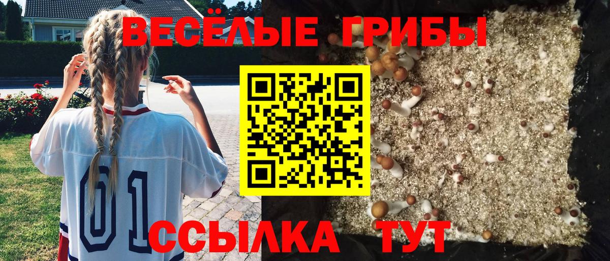 Клин  Псилоцибиновые грибы Cubensis  Вход с VPN  Псилоцибиновые грибы GOLDEN TEACHER 